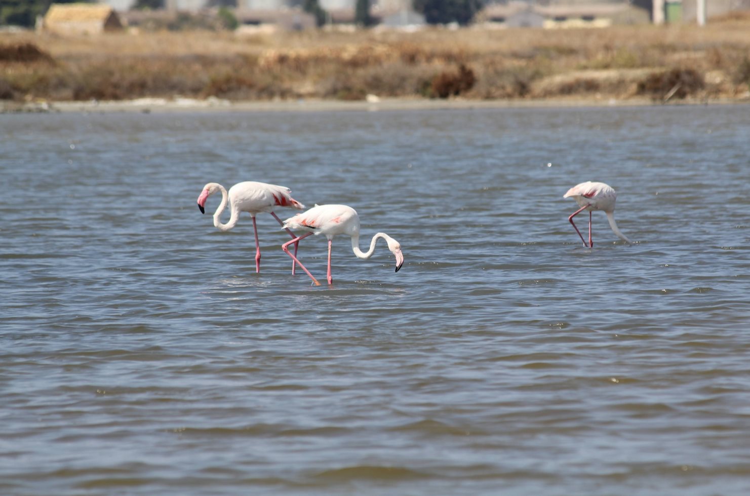 Erice: el pueblo medieval
