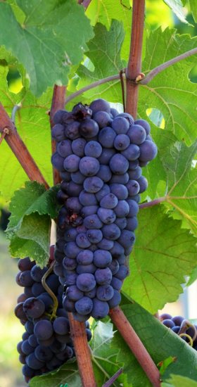 Verona Essen & Wein Tour