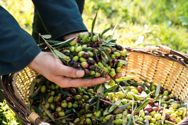 Une journée dans l'oliveraie