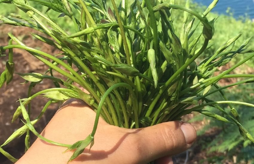 Visita sensoriale Le Erbe della Luna